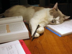 Studious cat